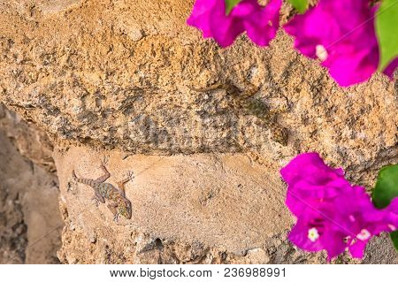 Geckos Resting On The Street Walls In Shar El Sheikh, Egypt