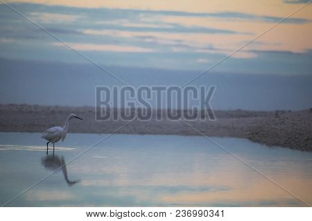 Little Egret Bird By The Waterside Searching For Food On Paarden Eiland Beach At Sunrise.