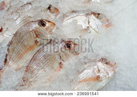 red seabreams fish on ice tray