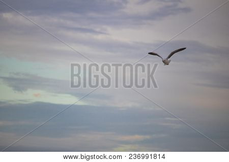 Seagulls In Mid Flight By The Waterside On Paarden Eiland Beach At Sunrise.