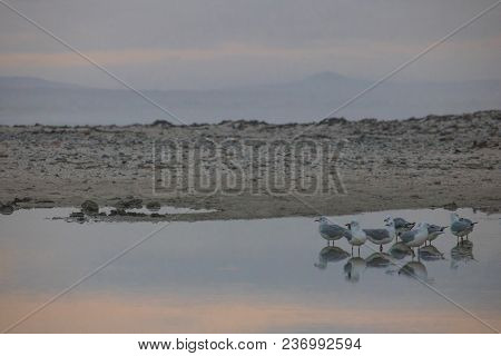 Seagulls Sleeping By The Waterside On Paarden Eiland Beach At Sunrise.
