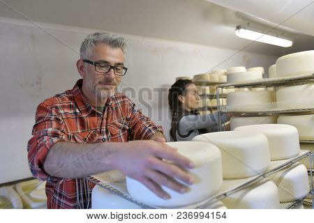 Cheese maker checking production in cheese cellar