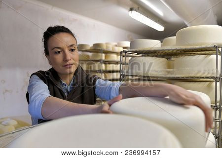 Cheese maker checking production in cheese cellar