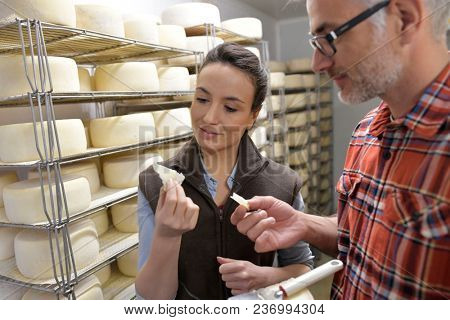 Couple of cheese makers testing bite of cheese in cellar