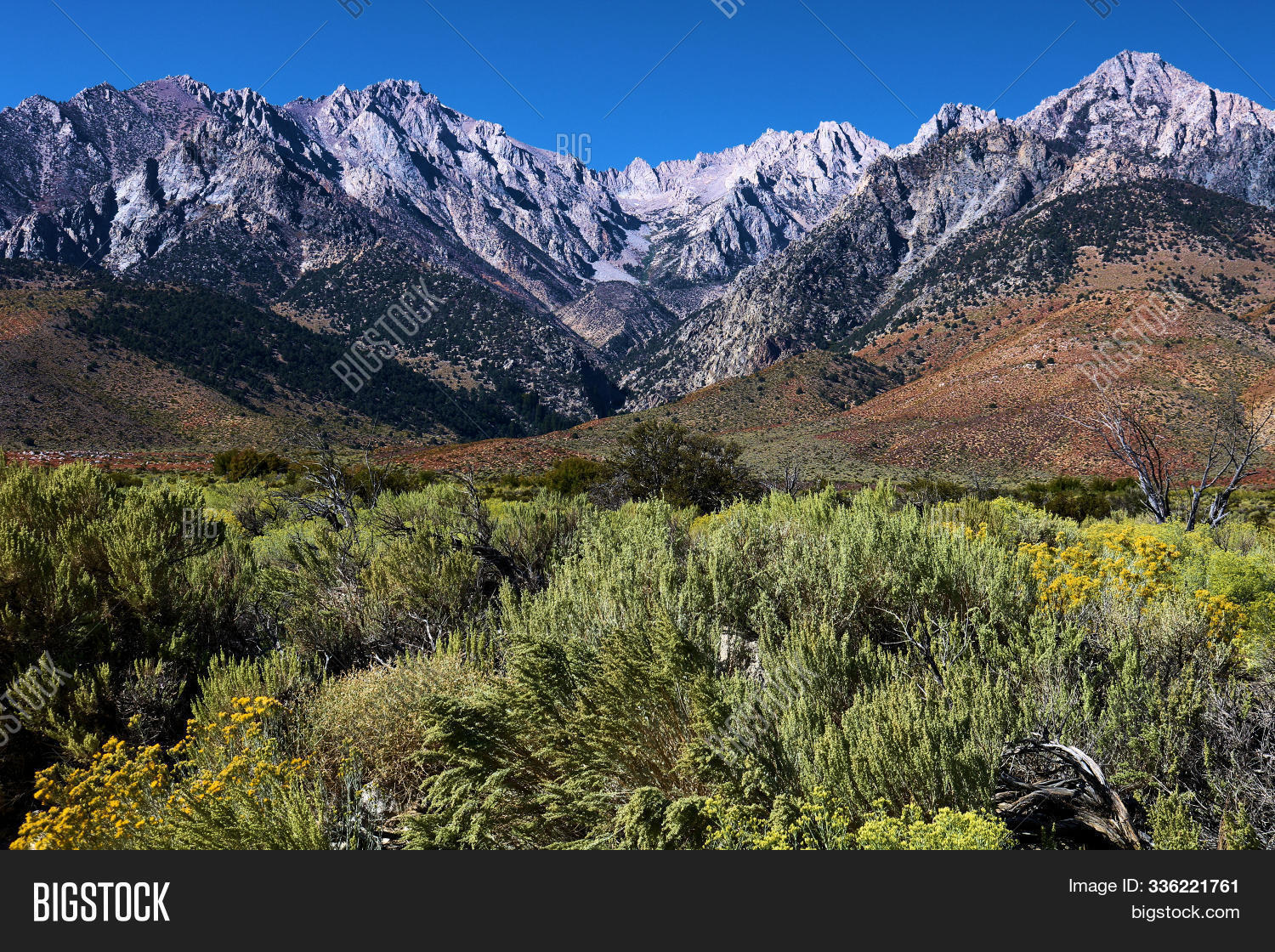 Sage Plants Image & Photo (Free Trial) Bigstock