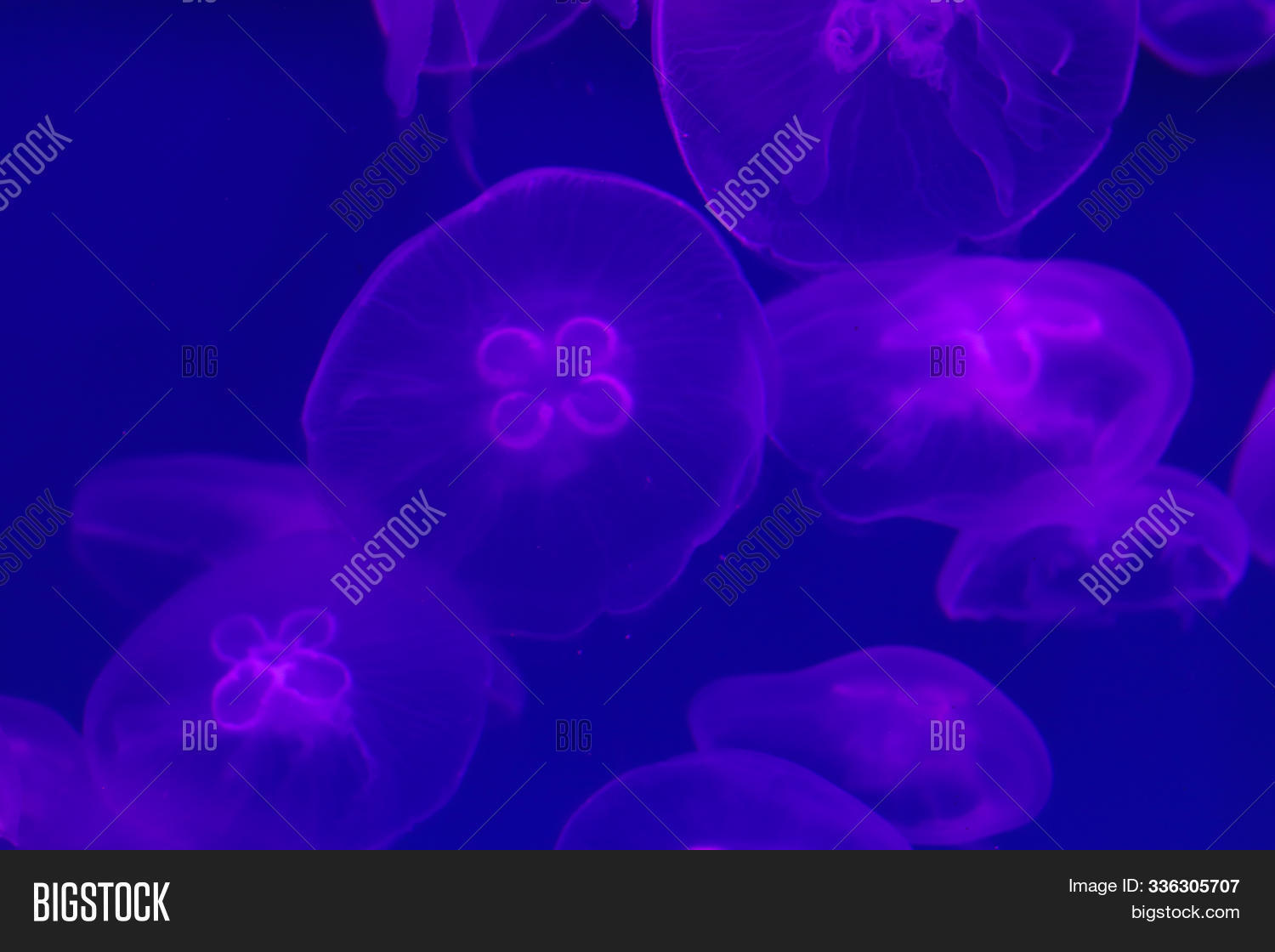 Transparent Image Photo Free Trial Bigstock