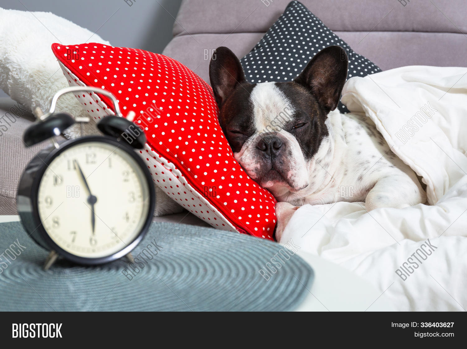 French Bulldog Image Photo Free Trial Bigstock
