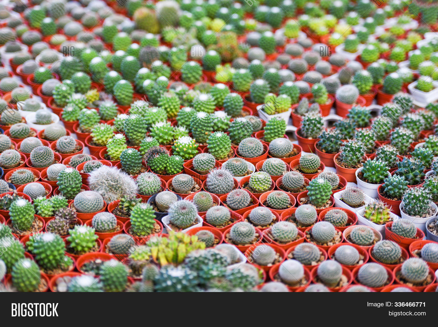 Miniature Cactus Pot Image Photo Free Trial Stock Miniature Cactus Pot Image Photo