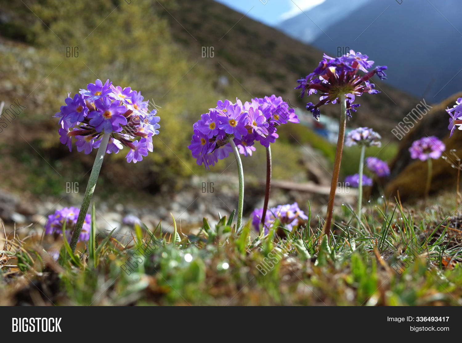 Purple Flowers Primula Image Photo Free Trial Bigstock