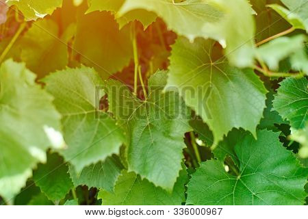 Grape Leaves In Vineyard. Green Vine Leaves At Sunny September Day. Soon Autumn Harvest Of Grapes Fo