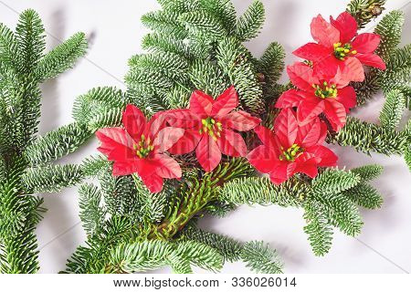 Festive Composition. Red Poinsettia Flowers On Spruce Branches Close-up. Flat Lay, Top View