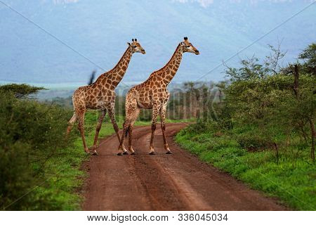 A Colour Image Of 2 Giraffe Brothers Passing Over A Road