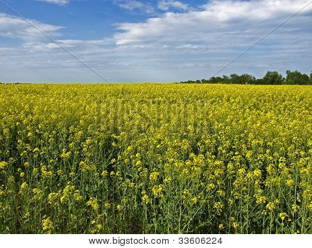 Raps-Feld