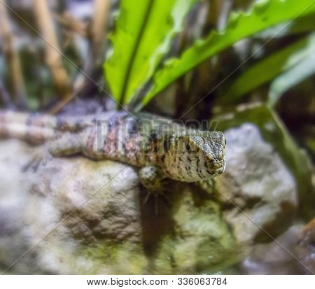 Portrait Of A Chinese Crocodile Lizard In Natural Ambiance