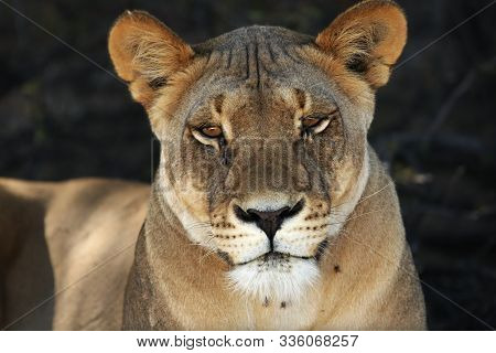 Lioness (panthera Leo) Laying In Sand In Kalahari Desert. Lioness Have A Rest In The Shade Of Kalaha