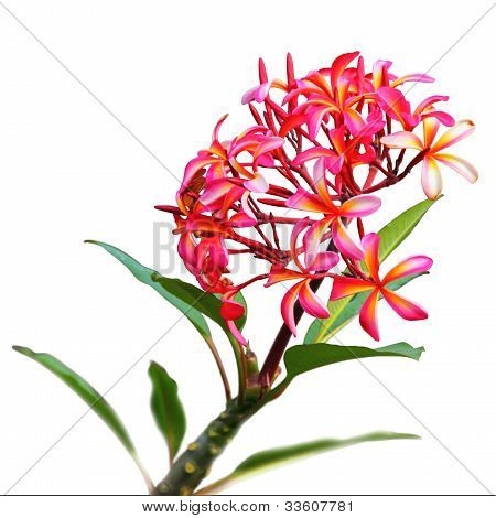 Pembe ve turuncu Plumeria
