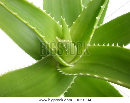 Aloe