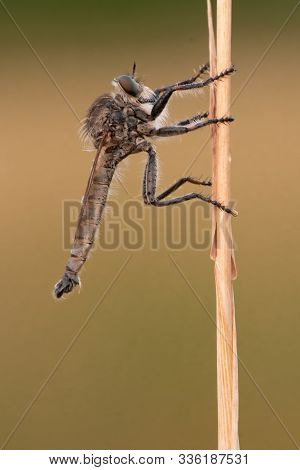 Robber Fly, Asilus Crabroniformis Sitting On Grass. Close Portrait Of Rare Scary Insect. Summer Pict