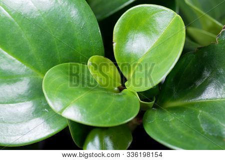 Baby Rubberplant, Peperomia Obtusifolia