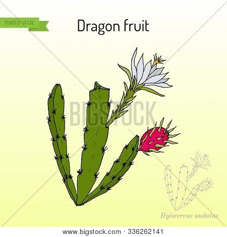 Dragon Fruit, Or Pitaya Hylocereus Undatus , Edible And Medicinal Plant. Hand Drawn Botanical Vector