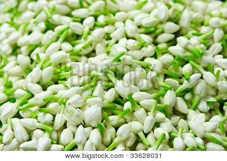 Flores de jasmim