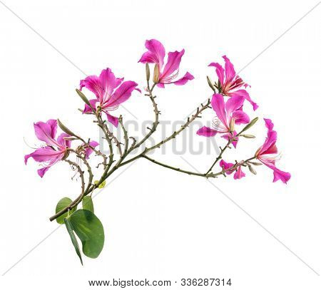 Closeup Hong Kong Orchid Flower or Bauhinia with a green leave isolated on white