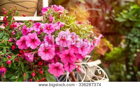 hanging Hybrid pentunias flower in basket