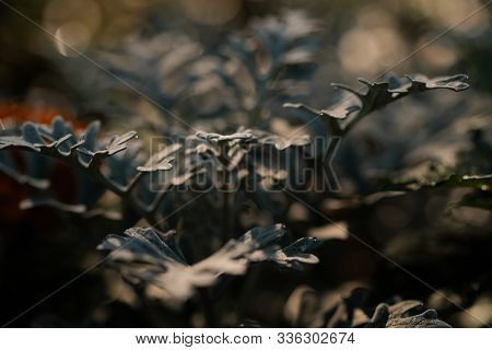 Cineraria Is A Beautiful Perennial Plant For An Urban Flower Bed. Decoration Of The Urban Environmen