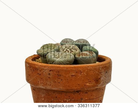Close Up Group Of Lithops Nature Plant