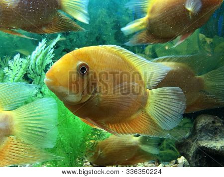 Big Orange Fishes In The Aquarium Water