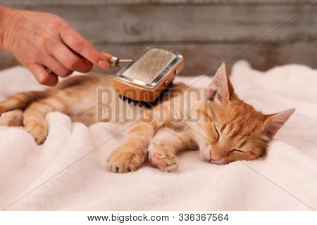 Young ginger kitten enjoy fur brushing by owner - lying on fluffy white blanket