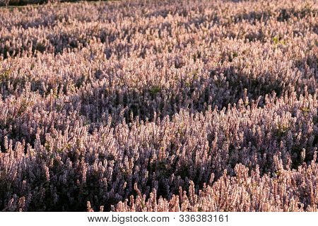 pink purple mesona flowers at farm, Taiwan