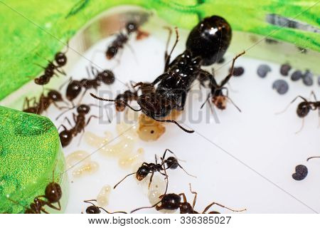 Queen Ant Messor Structor In Formicaria Closeup