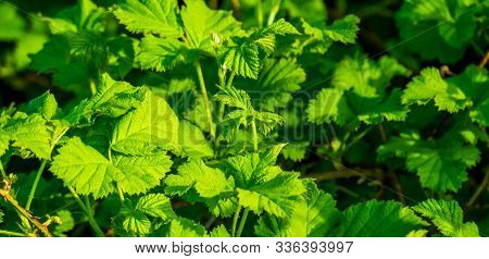Closeup Of The Leaves Of A Salmonberry Plant, Tropical Bramble Plant Specie From North America, Hort