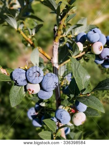 Ripe Blueberry Cluster On A Blueberry Bush