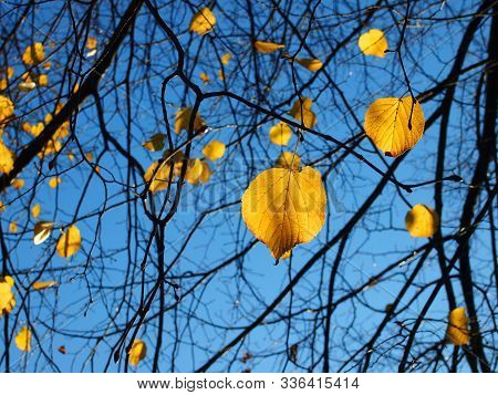 Golden Autumn Leaves Shining Against The Light. Sky Is Bright Blue.
