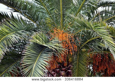 Palm Tree With Dates On The Beach Of Covas In Viveiro, Lugo, Galicia. Spain. Europe.