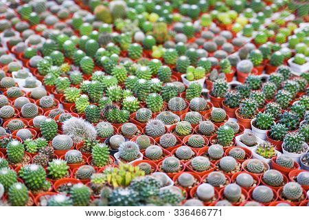 Miniature Cactus Pot Image Photo Free Trial Stock Miniature Cactus Pot Image Photo
