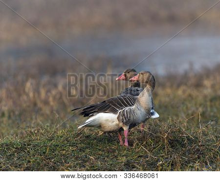 Grey Lagged Goose, Anser Anser At Keoladeo National Park In Bharatpur, Rajasthan, India.