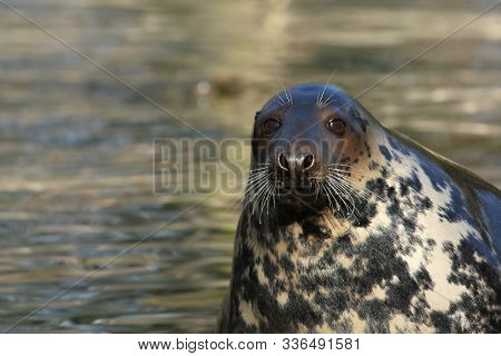 The Grey Seal (halichoerus Grypus) In The Water. The Grey Seal Portrait In Morning Sun. Water In Bac