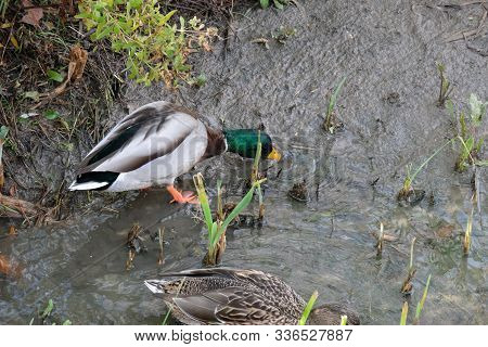 Ducks In The Manzanares River Recovered For Funa And Flora In The City Of Madrid