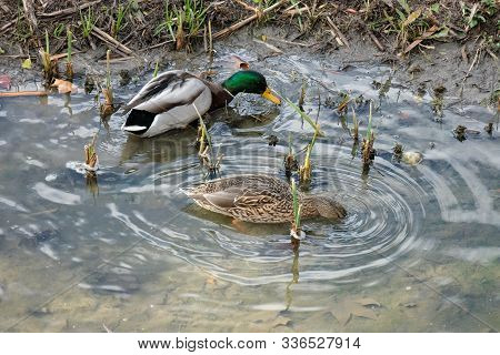 Ducks In The Manzanares River Recovered For Funa And Flora In The City Of Madrid