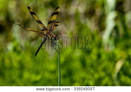 A Halloween Pennant Dragonfly - Celithemis Eponina