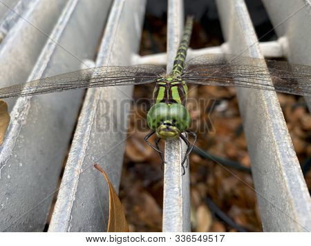 Dragonfly On A Blade Of Grass