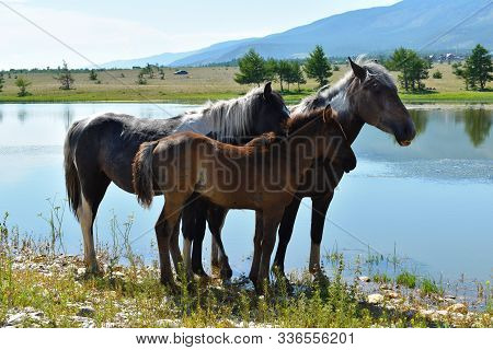 Wild Horses In Nature. A Family Of Horses Is Walking