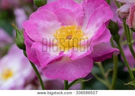 Rosa Escapade