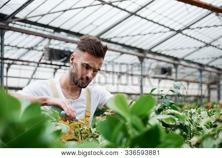 Garderen Holding The Scissors In His Right Hand And Cut Off Leaves.