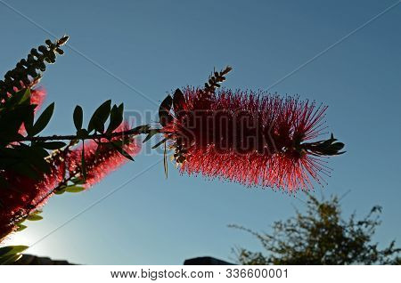 Callistemon With The Sky In The Background, Another Name For Bottlebrush