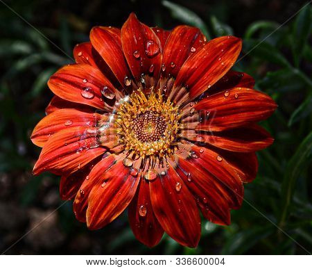 Species Of Gerbera Jamesonii In Red, With Drops Of Water