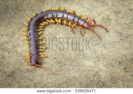 Image Of Centipedes Or Chilopoda On The Ground. Animal. Poisonous Animals.